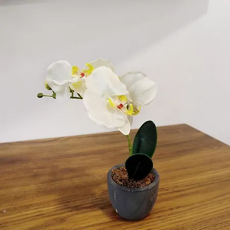 Lägenhet Jardin Cardona *